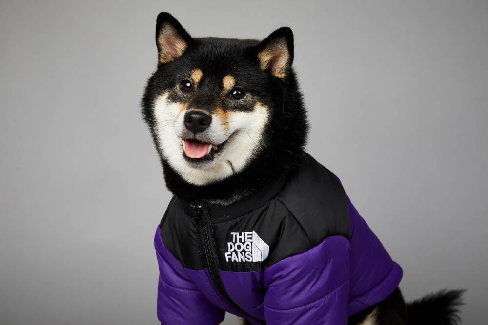 Winter clothing for dogs - The Dog Fans Jacket